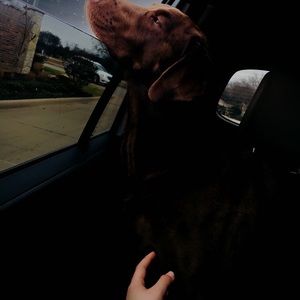 Meet your Posher, Allyson